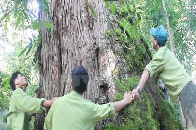Quần thể pơmu ở Tây Giang là cây di sản Việt Nam